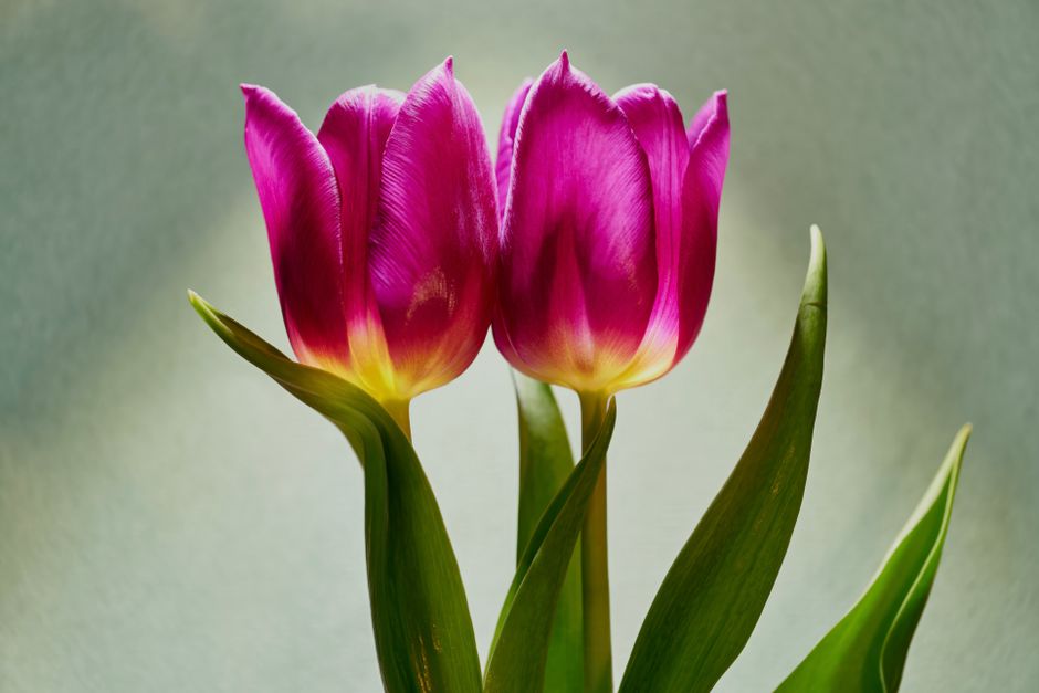 A closeup of vividly blooming pink tulips with silky petals showcasing their natural beauty.