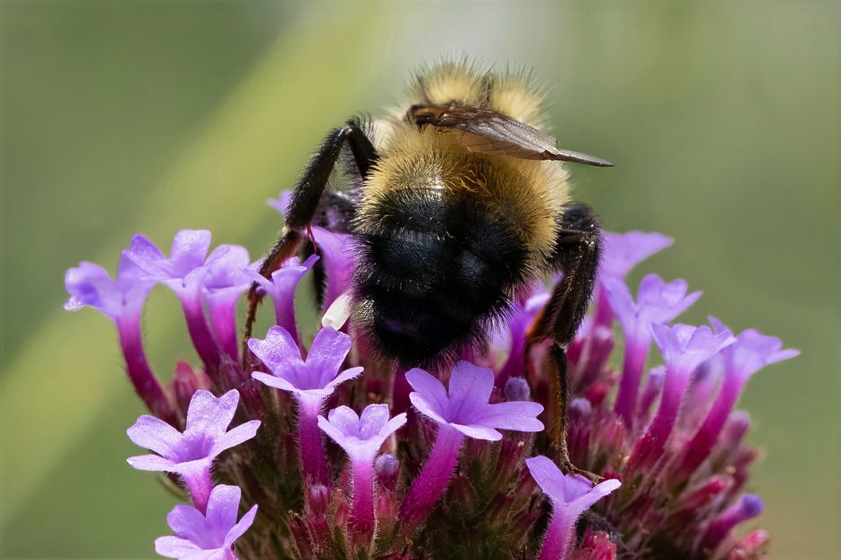 Macro shot of a bumblebee collecting nectar from a purple verbena flower.