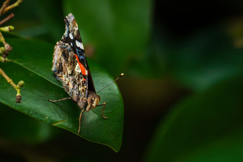 Detailed macro shot of a Painted Lady butterfly (Vanessa cardui) perched on a green leaf.