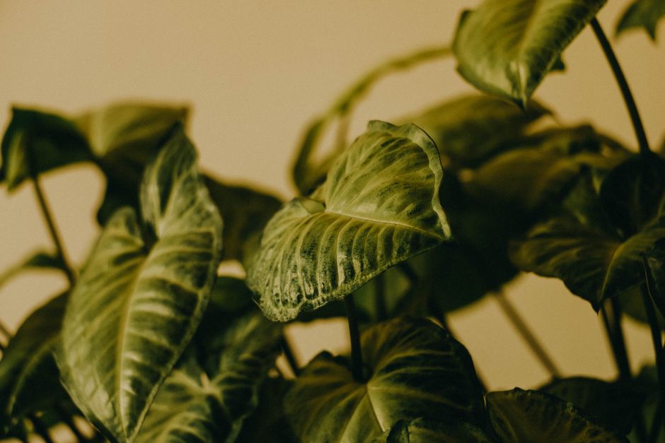 Close-up of vibrant green leaves from tropical plants indoors, creating a lush and serene atmosphere.